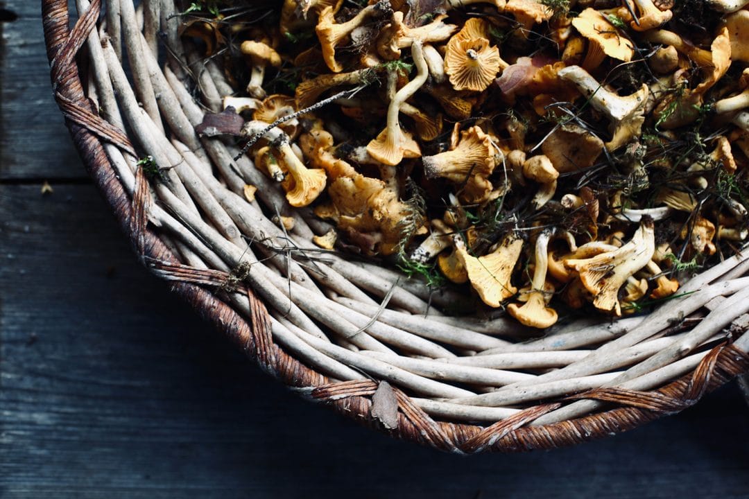 Girolles de rentrée : la technique pour les nettoyer sans jamais les passer sous l'eau