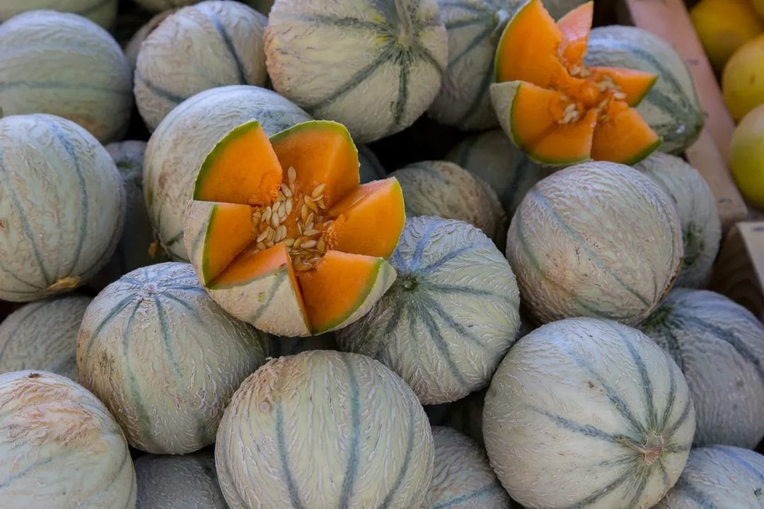Melon du Quercy en fin d'août : reconnaître les derniers fruits vraiment mûrs au marché