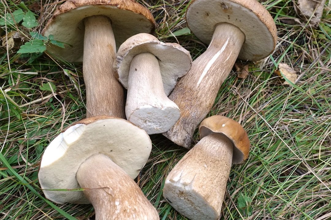 Poêlée de cèpes de septembre : la technique pour les saisir sans qu'ils rendent toute leur eau