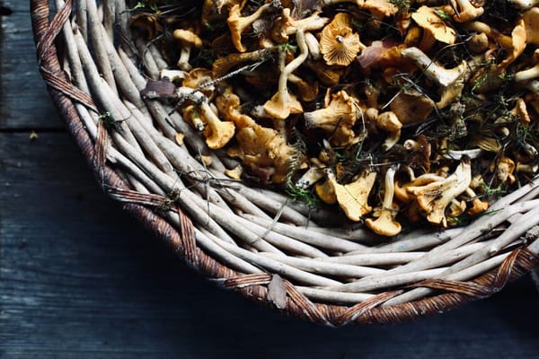 Girolles de rentrée : la technique pour les nettoyer sans jamais les passer sous l'eau