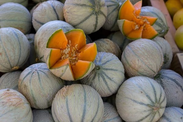 Melon du Quercy en fin d'août : reconnaître les derniers fruits vraiment mûrs au marché